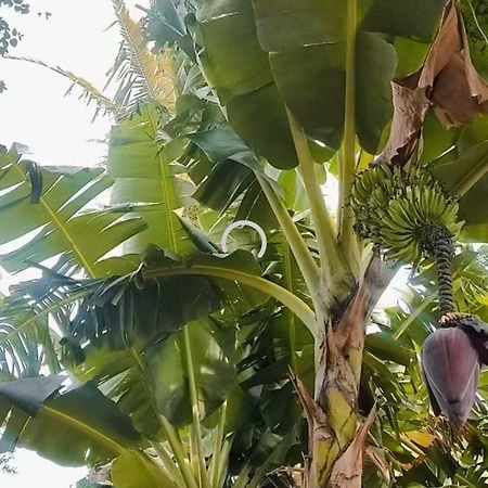 Pe De Pitanga - Unica Casa Arborizada Do Quarteirao Com Arvores Frutiferas Maringá Kültér fotó